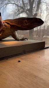 35 reactions · 15 comments | What a good boy | The Legend Lizards | Facebook