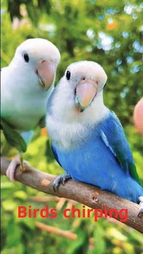 Nature Sound Relaxation-Soothing Forest Birds Singing-Relaxing Sleep-Bird Chirping Sound #shorts