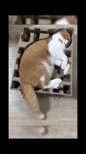 Cats Sleeping in Funny Positions 😂 (Compilation 2026)