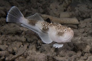 Stargazer Fish