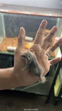 ഇവനാളൊരു സൂപ്പർ കുഞ്ഞൻ പെറ്റ്‌ 💥 Micro squirrel 🐿️