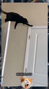 19K views · 479 reactions | EL GATO FALLÓ #reelsviralシ #cats #funny #gatosdivertidos #funnyvideos #gatos | Nenealogy | Facebook