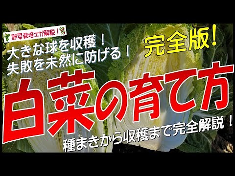 How to grow Chinese cabbage properly (complete explanation from sowing to harvesting) Learn the t...