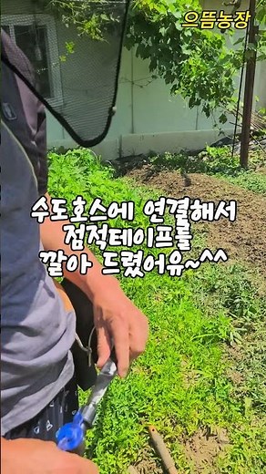 답이 없던 도라지밭 잡초, 뿌리까지 시원하게 뽑는 방법 알려드려유~^^ #farming #잡초 #잡초뽑는방법
