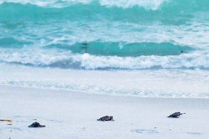Did you know that Mote’s Sea Turtle Conservation & Research Program has been around for over 4 decades? 🤯🐢✨Join us in supporting our amazing sea turtles and the dedicated scientists working to safeguard them by participating in Run for the Turtles. 🏃‍♀️🏝️🏃This year’s Run for the Turtles 5K is Saturday, April 5th! Every step you take helps conserve these remarkable animals and the team working tirelessly to ensure their future.🩵 Register now at mote.org/run *Mote’s sea turtle activities are