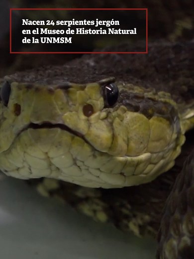 📢 ¡Buenas noticias para nuestra biodiversidad! 👉En el serpentario del Museo de Historia Natural de la #UNMSM nacieron 24 serpientes de la especie bothrops atrox, comúnmente conocida como jergón, una de las víboras más agresivas y tóxicas de la selva peruana. 👉Entérate más en nuestra web: https://unmsm.edu.pe/ #peru #viral #serpiente #biodiversidad #museo