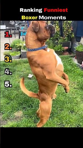 Boxer Dogs Are The Funniest Breed! 😂 #shorts #dogshorts #funny
