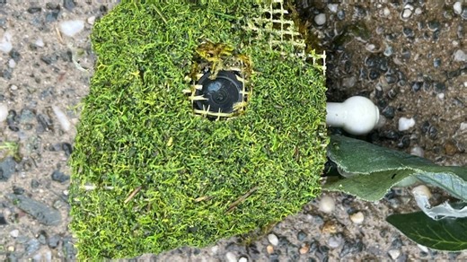 Hidden camera found outside North Auburn home tied to theft groups linked to Fresno crimes