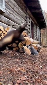 🐾🤯 Brave Cat Fights Wolverine! #Wolverine #Cats #Shorts