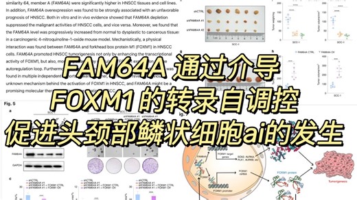 FAM64A 通过介导 FOXM1 的转录自调控 促进头颈部鳞状细胞癌（HNSCC）的发生