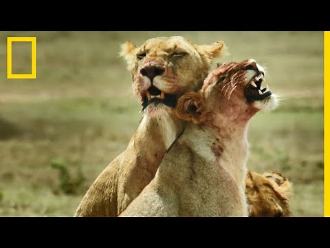 Le lion, un mâle dominant parmi de redoutables prédatrices