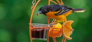 When Do Orioles Come Back to Massachusetts? (Get your feeders ready!)
