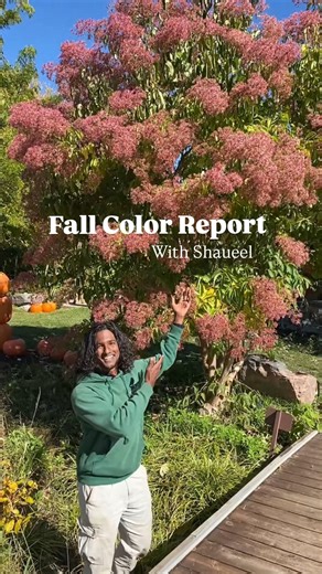 The Fall Color Report is in!🍁 Shaueel takes Us on a stroll through the gardens to see what’s blooming this season! #fallcolorreport #franklinparkconservatory #columbusohio #botanicalgardens | Franklin Park Conservatory