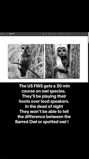 Did you know the US FWS weekend Warriors with rifles only get a 30 minute course on owl species? There’s no way they’re gonna be able to tell the difference between a Barred Owl and a spotted owl in the dead of night when cowardly, they play their hoots on loudspeakers to lure them out to be met by a firing squad. The person talking is my hero Wayne Pacelle of Animal Wellness Action they are working so hard to stop the Barred Owl massacre. They had a webinar last week where they invited me to be