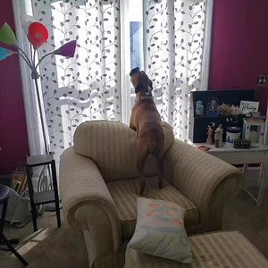 30K views · 1.8K reactions | So Lady howls....then at the end tells me why...just WHAT is she trying to tell me? | Its a Boxer Dog Life | Facebook