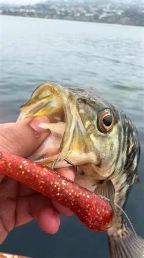 Bottom Fishing Adventure in San Diego's Waters