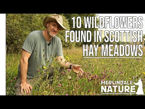 10 Wildflowers to look for in Scottish and English Northern Hay Meadows