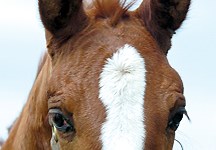 Horses were domesticated 1,000 years earlier than first thought - Horse & Hound