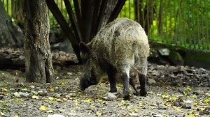 Download Video of Wild boar in zoo for free