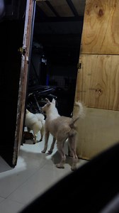 Happy happy n nmn sya nkpuslit sa batya #charity #chariteam #dogreels #goodvibes #thankyouforyoursupport | Janet Bries