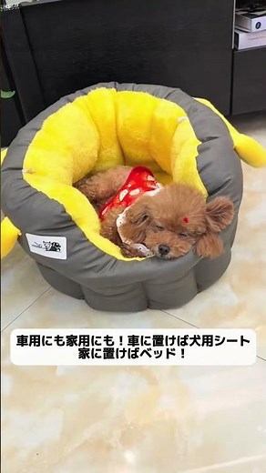 【犬連れ旅行】これ、発明した人天才。roomert の「持ち運べる特等席」がペット旅行の常識を変える。🎒🐶✈️ #犬と旅行 #ペット用品 #便利アイテム #犬のいる暮らし #旅行準備 #PR