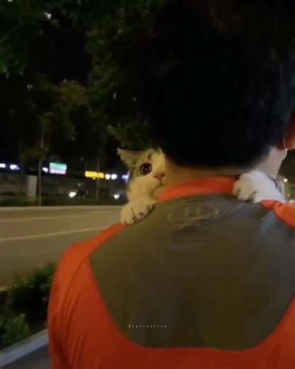 11M views · 597K reactions | Better than fake people ♡ | Ｄｉｓｔｒａｃｔｉｏｎ | Facebook