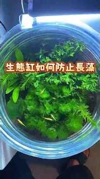 教你如何防止生態缸長藻#新手 #藻 #魚缸 #苔鑽 #fyp #水陸缸 #viralreelschallenge #苔蘚 #生態瓶 #水草 #分享 #快樂 #娛樂 #療癒 #多肉 #生態 #植物