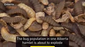 18K views · 196 reactions | A billion bugs will soon call Balzac, Alta. home. Read more: www.cbc.ca/1.4636787 | CBC Calgary | Facebook