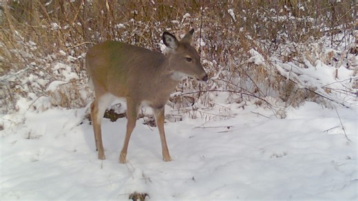 New process for antlerless deer license sales, dates for hunting seasons tentatively approved