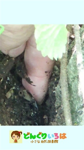 It was in the fork of a tree! What kind of stag beetle is this?? [Stag beetle hunting]
