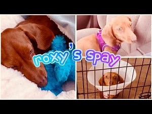 DOG SPAY: My Dog’s Spay Surgery Experience and Recovery Vlog