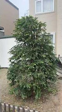 オンコ、ツゲ、ドウダンツツジの剪定とサクランボの伐採 植木屋【このはなガーデン】札幌の剪定2025/5/22 #オンコ #ツゲ #ドウダンツツジ #剪定 #伐採 #植木屋 #このはなガーデン