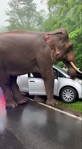 Elephant Rescue Caught On Camera