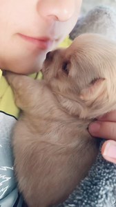 Adorable little puppy! ❤️ #puppy #puppylove #cute #chihuahua #chihuahualife #funnyreel #viralreelsfb #tinydog #shortreels #fyp | The chihuahua family