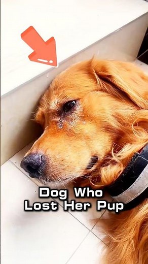 This mother dog lost all of her puppies