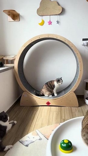Cats Engaging in Playful Indoor Activities