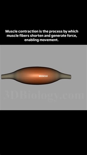 World of Biology on Instagram: "Muscle contraction is the process by which muscle fibers shorten and generate force, enabling movement. It occurs when muscle cells (or fibers) respond to signals from the nervous system, causing changes in their internal structure. The key steps involved in muscle contraction are: Nerve Signal: A signal (action potential) from the nervous system is sent to the muscle fiber via a motor neuron. Release of Calcium: The action potential travels to the muscle fiber an
