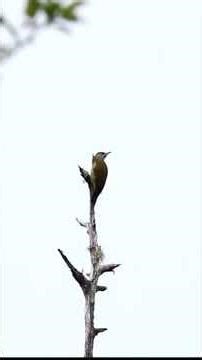 Lesser Spotted Woodpecker Calls!