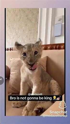 Simba Isn't Bout Dat Life #medazelli