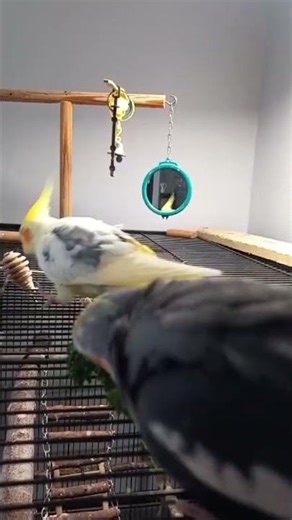 Cockatiel Antics. Broccoli lunch.