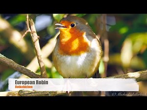 European Robin Alarm Call #birds #birdsounds