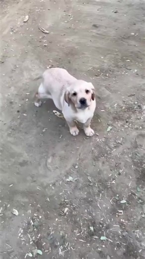 Labrador Care Tips for Happy and Healthy Pets