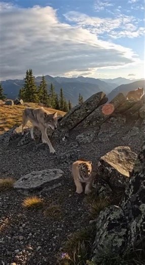 Grizzly Bear Charges Wolves to Protect Its Cub | Wild Mountain Encounter. #wildliferescue