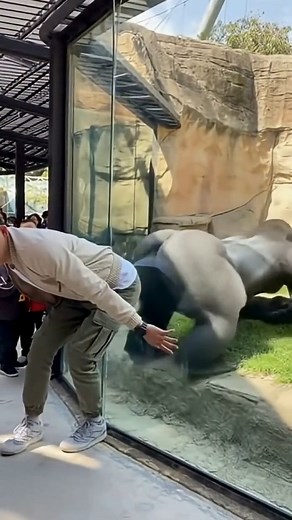 Don't Challenge a Silverback #funnyanimals #cute A visitor at a modern zoo decides to mimic a giant silverback gorilla - chest-beating, stomping, and exaggerated moves. The gorilla plays along and copies every motion perfectly... until the man turns around, presses his butt to the glass, and releases a loud, comedic fart The gorilla pauses, tilts its head, then delivers the ultimate comeback: a full-force poop blast straight onto the reinforced glass The man jumps back in shock as the crowd erup