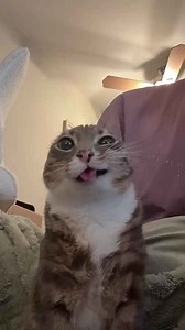 This cat has a neurological glitch... and it's adorable