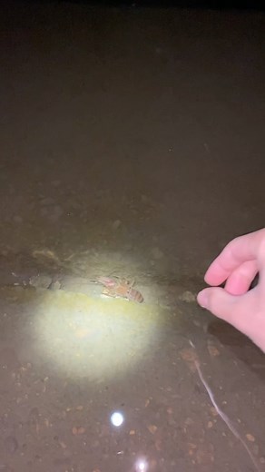 🦞Catching SLEEPING Crayfish with My Bare Hands...