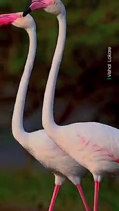 Did you know a group of flamingos is called a flamboyance? 🦩 #EarthCapture by Vishal Lokare via Instagram | BBC Earth