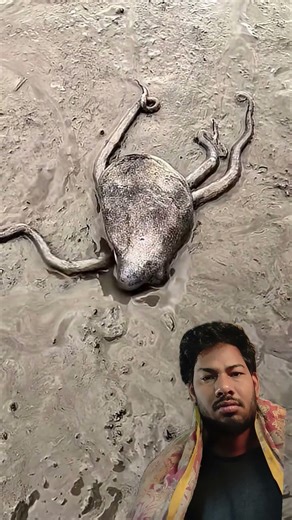 smart octopus 🐙 #octopus