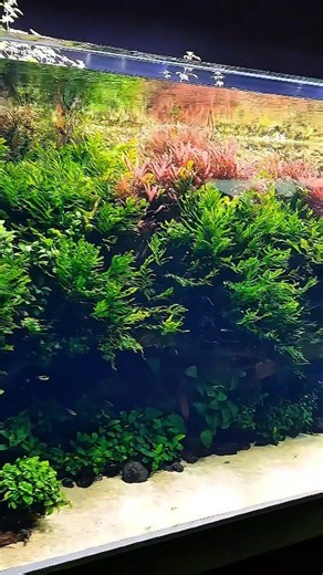 Epic and incomparable: Oceanário de Lisboa's "Forests Underwater by Takashi Amano" A 40-meter-long aquarium holding 160,000 liters of freshwater masterpiece nature aquarium Oceanário de Lisboa ADA Nature Aquarium - Aqua Design Amano Co., Ltd #natureaquarium #takashiamano #aquariums #aquadesigamano #plantedaquarium #aquarium #aquascape #tropicalfish | Oliver Knott