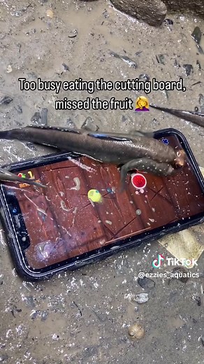 Understanding Mudskippers: Unique Fish Behavior Explained